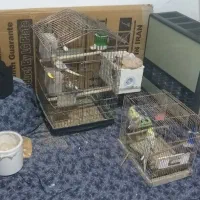 یک جفت عروس هلندی مولد واقعی