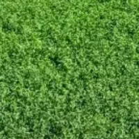 یونجه خشک درجه یک سرحدی