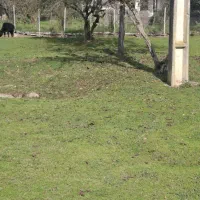 زمین روستایی|فروش زمین و ملک کلنگی|گوراب زرمیخ, |دیوار