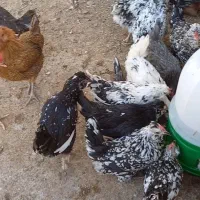 مرغ تخم گذار