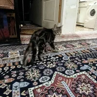 واگذاری بچه گربه بازیگوش|گربه|دماوند, دماوند|دیوار