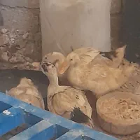 اردک