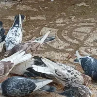 کفتر پرشی تیرماه|پرنده|پاکدشت, پارچین|دیوار