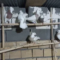 ۱۳ عدد کبوتر طوقی پاک|پرنده|کرمانشاه, |دیوار