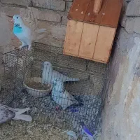 کفتر به شرط|پرنده|پاکدشت, پاکدشت (مامازند)|دیوار