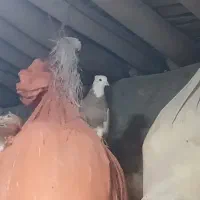 طوقی ماده‌ونر