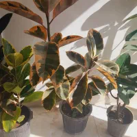 انواع مدل گل فیکوس ترندبازار