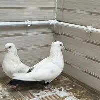 دم سیاه جفت