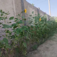 فروش ۵۰۰متر باغچه با بنای نیمه