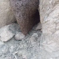 عسل کوهی زمانتی