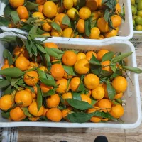 فروش نارنگی محلی قائمشهر|خوردنی و آشامیدنی|قائمشهر, |دیوار