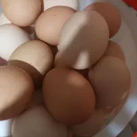 ۱۰تا مرغ سفید تخم گذار فروشی