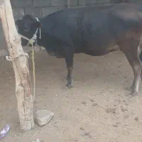 گاوابستن۶ماه|حیوانات مزرعه|قلعه قاضی, |دیوار