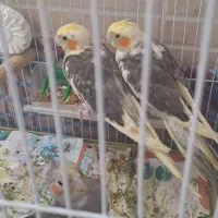 عروس هلندی