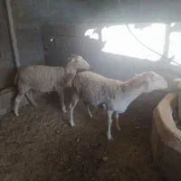 گوسفند ماده لاکن|حیوانات مزرعه|همایجان, |دیوار