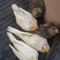 جوجه عروس هلندی