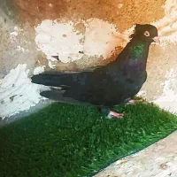 کبوتر زآغ ابادانی اصل|پرنده|دوگنبدان, |دیوار