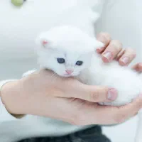 گربه بریتیش سفید اصیل (لانگ هیر / شورت هیر )