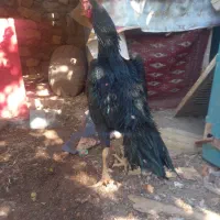 خر س شاموتیغ مشکی ونوچه مشکی وطوسی