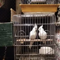 طوطی البینو چشم شرابی جفت مولد|پرنده|رشت, پل تالشان|دیوار