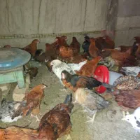 جوجه محلی|حیوانات مزرعه|آق قلا, |دیوار