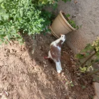 کبوتر یال گلی|پرنده|کوه چنار, |دیوار