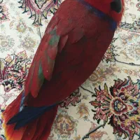 خریدطوطی کاکادوکاسکو آراشاه طوطی ملنگوگرینچیک راهب|پرنده|تهران, مجیدآباد|دیوار