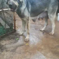 واگذاری ماده پژدر ۳سال از بهترین نسل