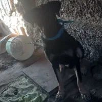 سگ دوبرمن نر|سگ|گرگان, |دیوار