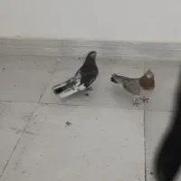 کبوتر کرز درشت نر و ماده به ضمانت