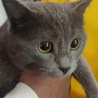 گربه راشن بلو