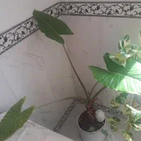 گل بابا آدم