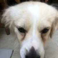 سگ پامر اشپیتز