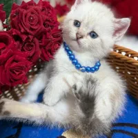 گربه اسکاتیش