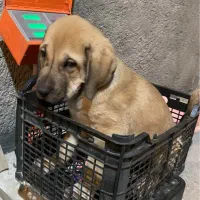 توله سگ افغان