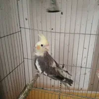 عروس هلندی مولد