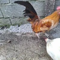 خروس مینیاطوری|حیوانات مزرعه|رویان, |دیوار