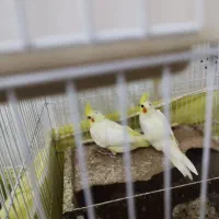 جوجه عروس هلندی|پرنده|یزد, |دیوار
