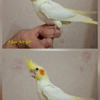 جفت عروس با جوجه|پرنده|مشهد, موسوی قوچانی|دیوار