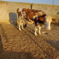 گاو سیمیتال|حیوانات مزرعه|سیمین شهر, |دیوار