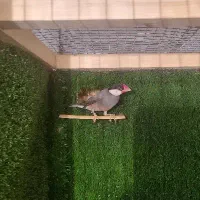 فنچ نرگسی،جاوا|پرنده|تهران, نظامآباد|دیوار