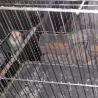 ۱۰عدد کوتوله برزیلی|پرنده|اصفهان, قهاب جنوبی|دیوار