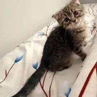 بچه گربه چینچیلا اسکاتیش بریتیش