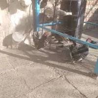 مرغ مینیاتوری