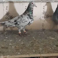 پرنده فروشی