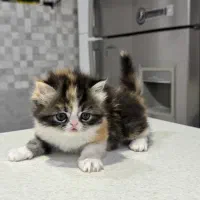 واگذاری گربه پرشین|گربه|شیراز, زیباشهر|دیوار