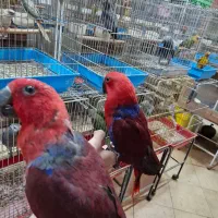 طوطی اکالکتوس ماده پرورشی اصفهان سوپر رام|پرنده|اصفهان, حسین‌آباد|دیوار