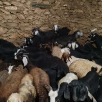 بزگوشتی هم داشتی|حیوانات مزرعه|مریوان, |دیوار