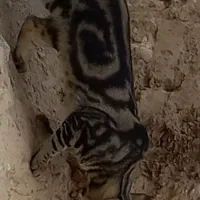 واگذاری گربه