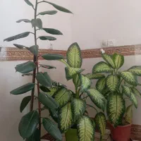 سه عدد گل